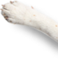 dogfeet